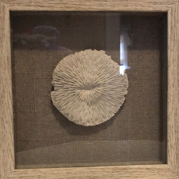 Coastal Shadow Box Set with White Sea Life Accents - Picture 2 of 3